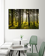 Obraz Slnko medzi stromami 